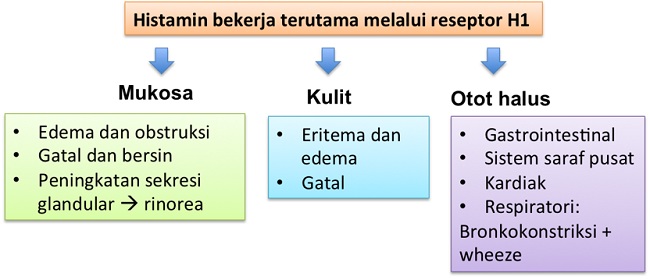 Pengertian Fungsi Jenis Jenis Dan Mekanisme Gerak Otot Pada Manusia - Riset